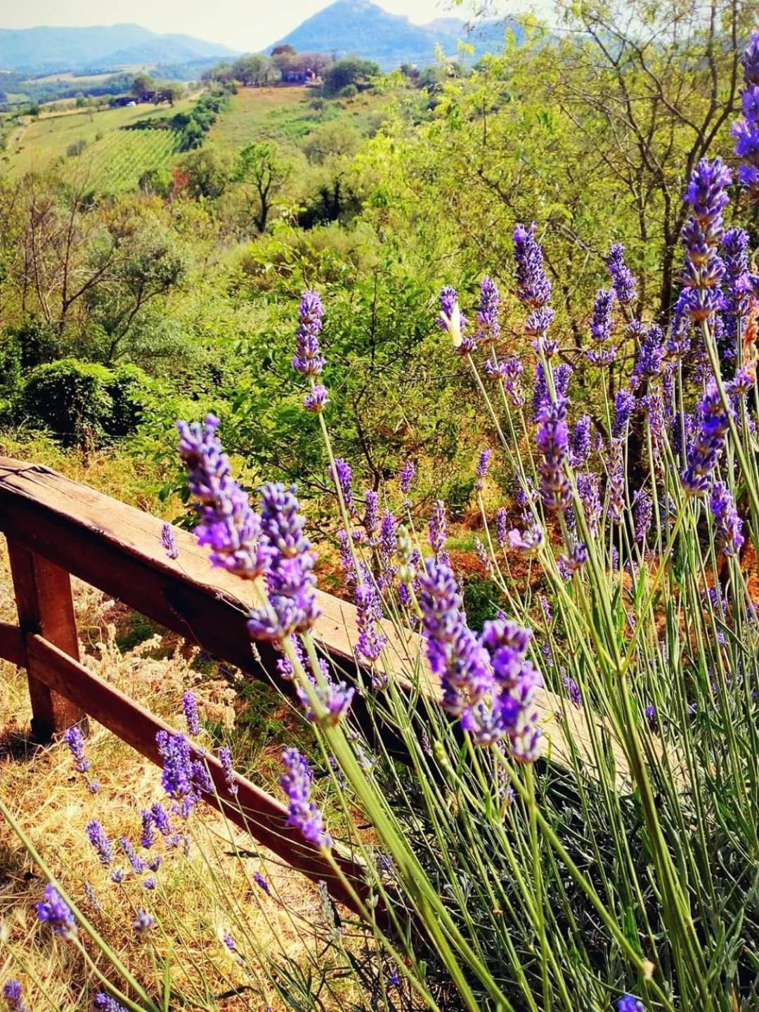 Azienda Agricola Biologica La Cardellina Tolfa Buitenkant foto