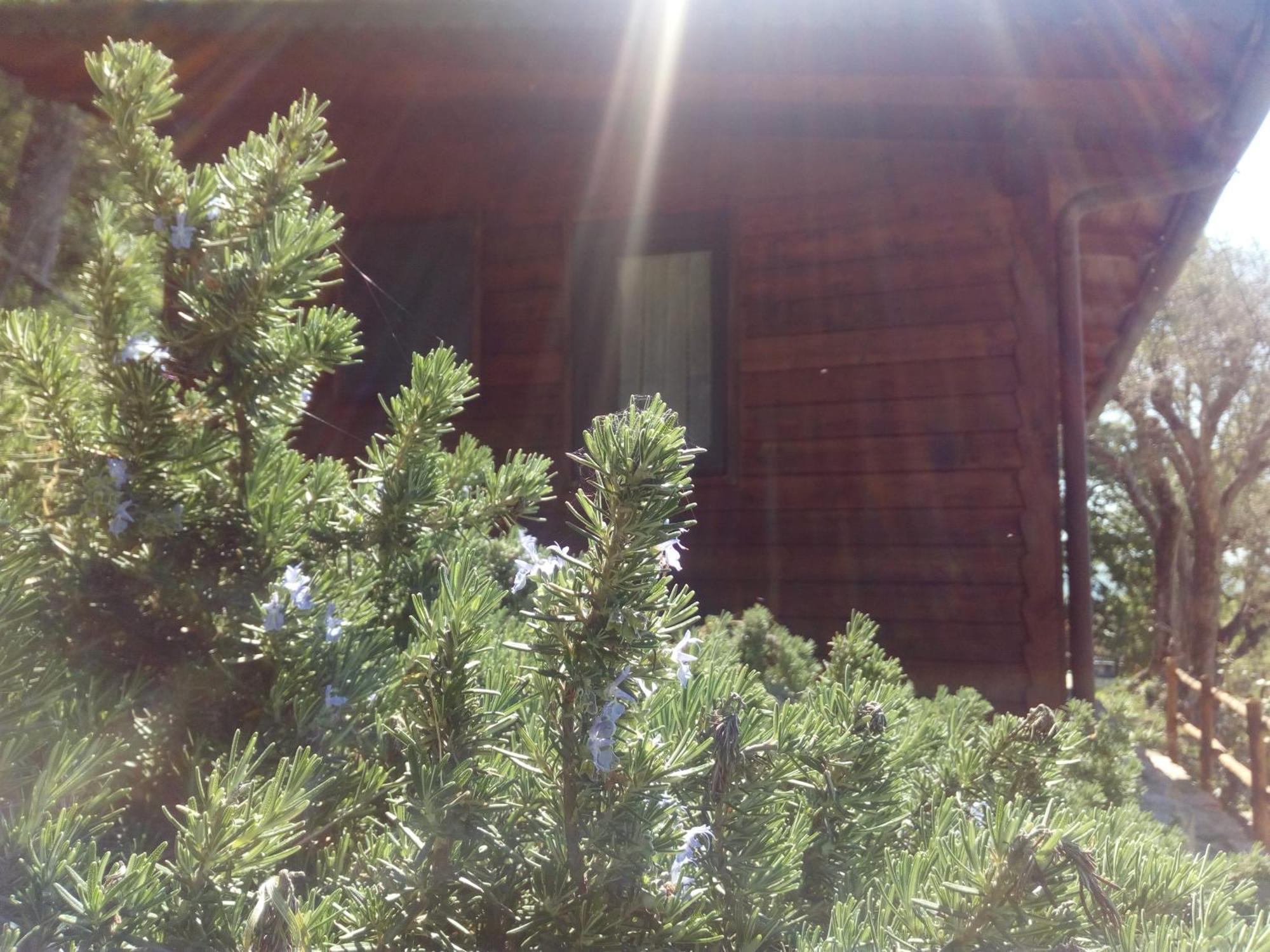 Azienda Agricola Biologica La Cardellina Tolfa Buitenkant foto