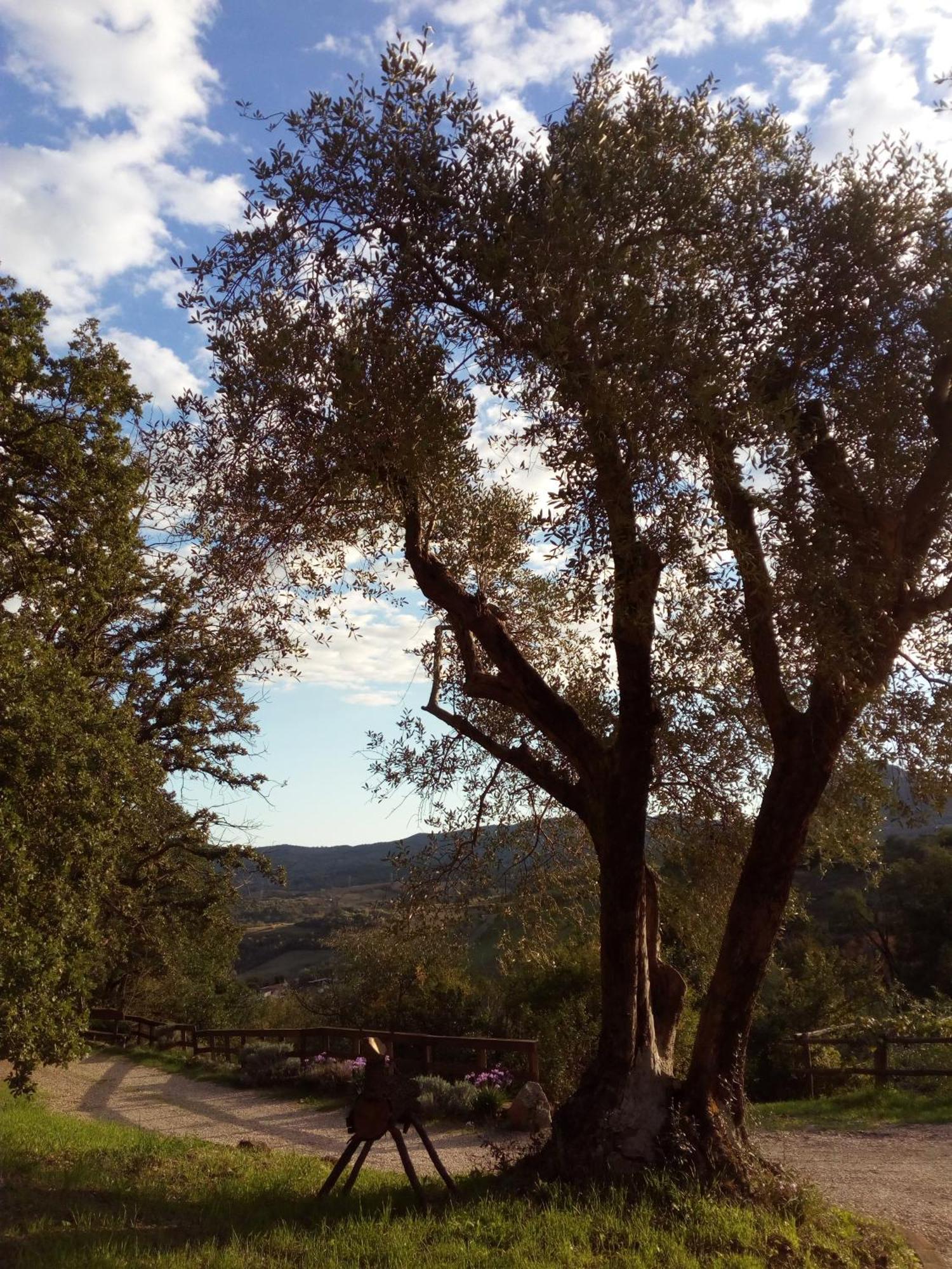 Azienda Agricola Biologica La Cardellina Tolfa Buitenkant foto